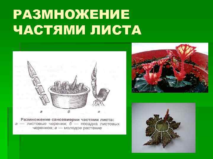 РАЗМНОЖЕНИЕ ЧАСТЯМИ ЛИСТА 