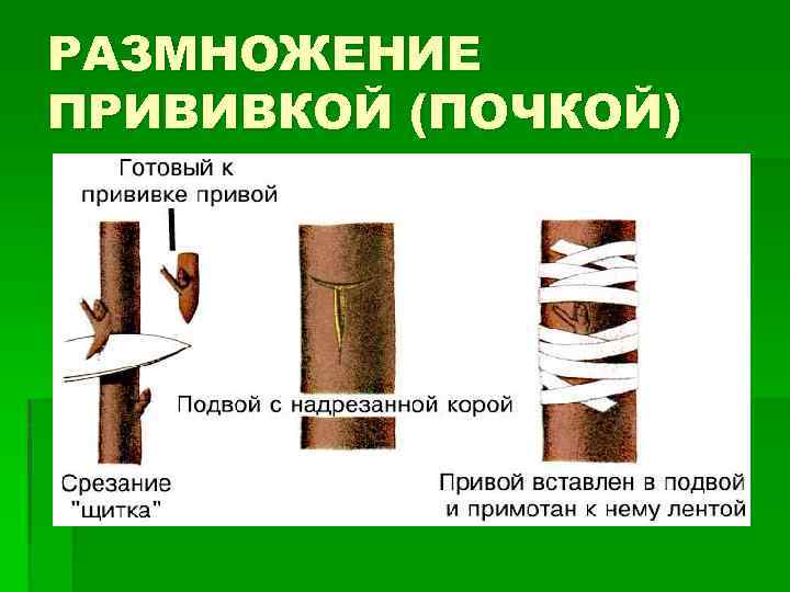 РАЗМНОЖЕНИЕ ПРИВИВКОЙ (ПОЧКОЙ) 