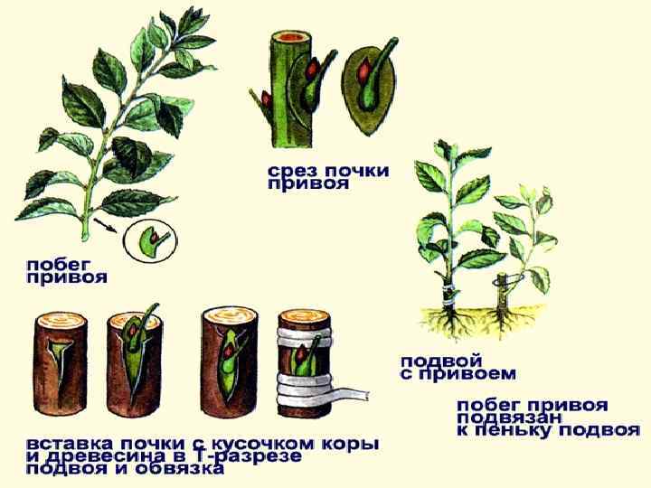Вегетативное размножение цветковых растений 6 класс биология. Вегетативное размножение комнатного растения 6 класс