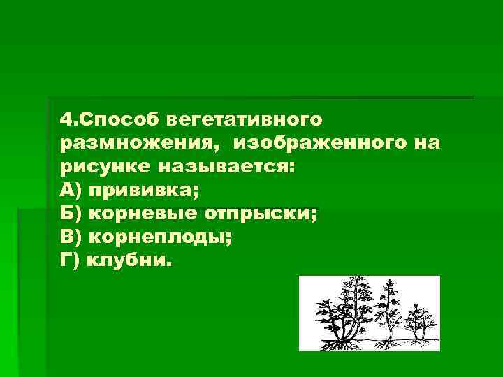 4. Способ вегетативного размножения, изображенного на рисунке называется: А) прививка; Б) корневые отпрыски; В)