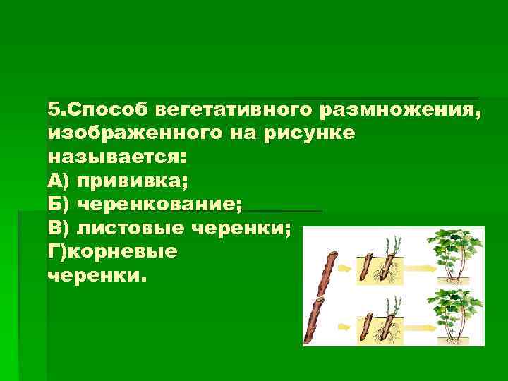 5. Способ вегетативного размножения, изображенного на рисунке называется: А) прививка; Б) черенкование; В) листовые