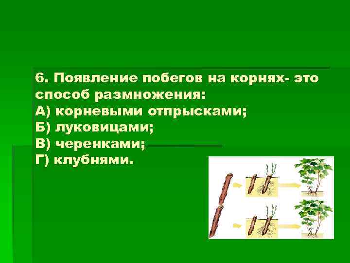 6. Появление побегов на корнях- это способ размножения: А) корневыми отпрысками; Б) луковицами; В)