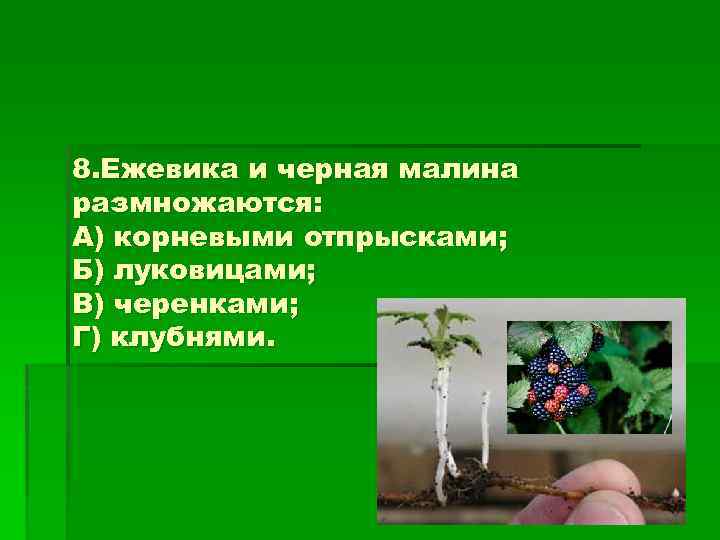 8. Ежевика и черная малина размножаются: А) корневыми отпрысками; Б) луковицами; В) черенками; Г)