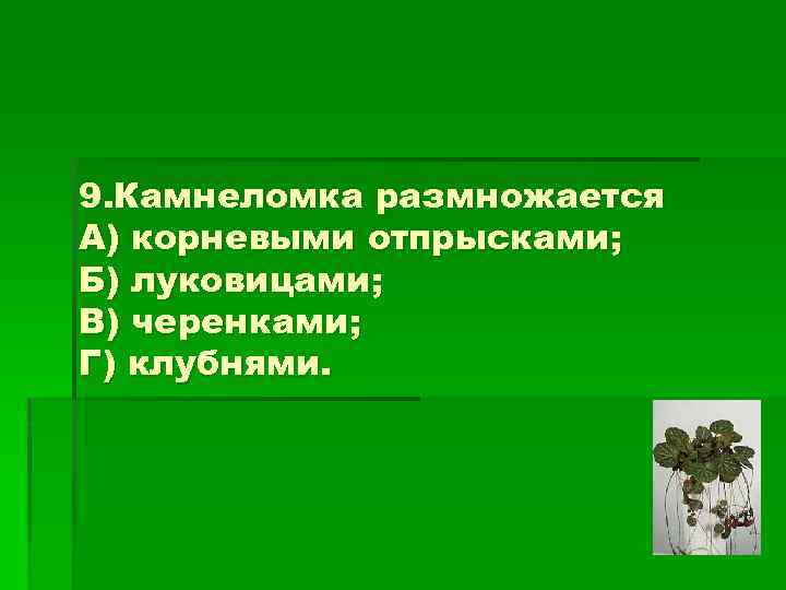 9. Камнеломка размножается А) корневыми отпрысками; Б) луковицами; В) черенками; Г) клубнями. 