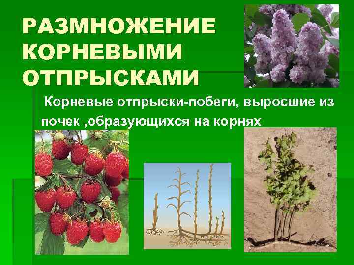 РАЗМНОЖЕНИЕ КОРНЕВЫМИ ОТПРЫСКАМИ Корневые отпрыски-побеги, выросшие из почек , образующихся на корнях 