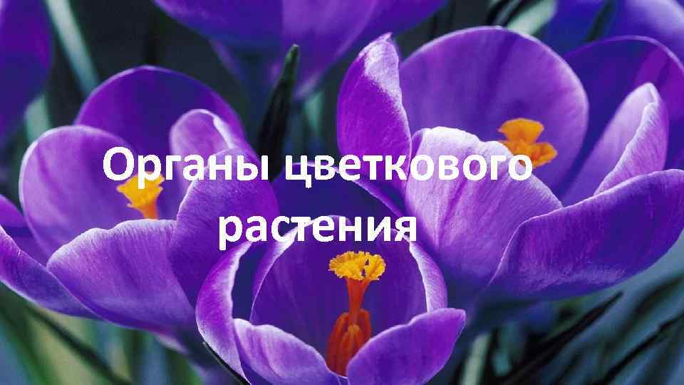 Органы цветкового растения 