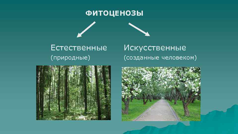 ФИТОЦЕНОЗЫ Естественные Искусственные (природные) (созданные человеком) 