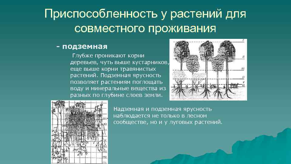 Приспособленность у растений для совместного проживания - подземная Глубже проникают корни деревьев, чуть выше