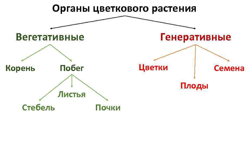 Генеративное тело. Генеративные органы растений схема. Вегетативные и генеративные органы схема. Органы растений вегетативные и генеративные схема. Вегетативные органы и генеративные органы растений таблица.