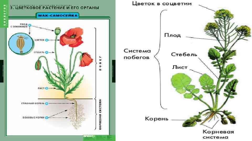 Рисунок внешнее строение растения. Вегетативные органы цветкового растения. Строение органов цветкового растения.