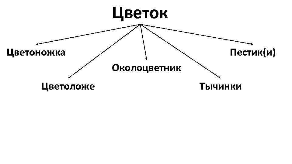 Цветок Цветоножка Пестик(и) Околоцветник Цветоложе Тычинки 