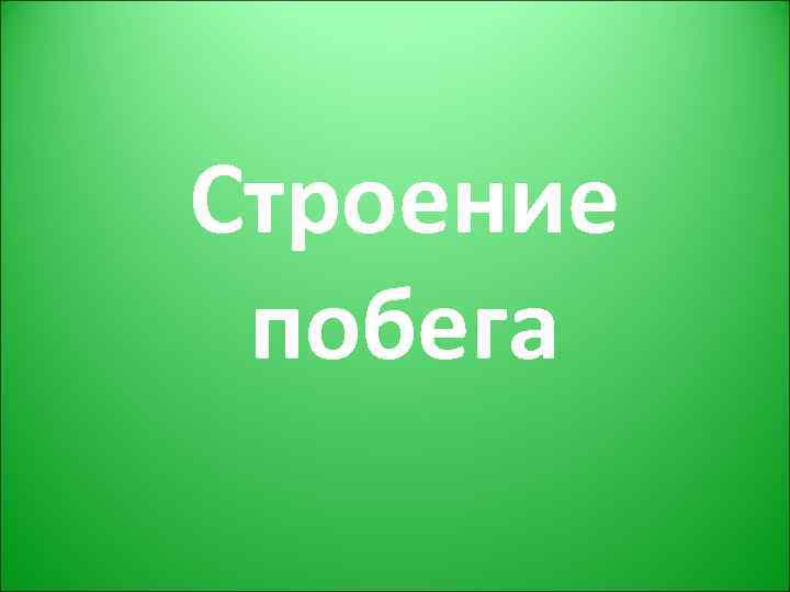 Строение побега 