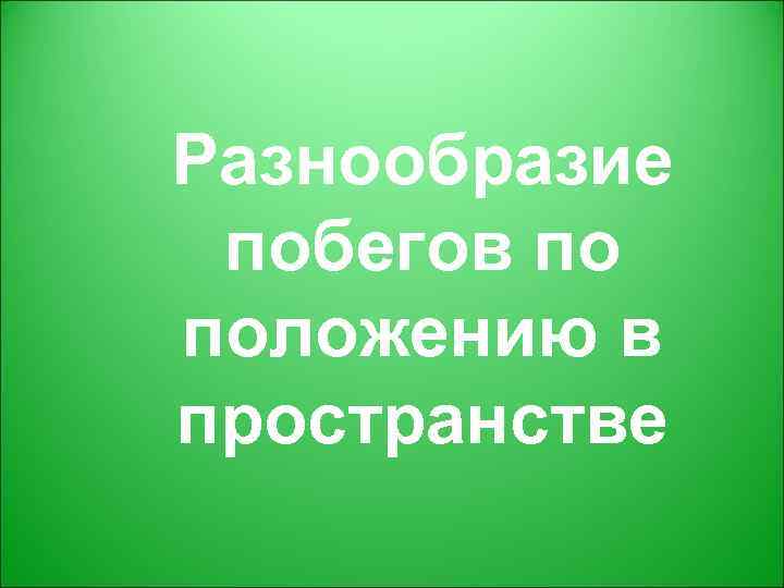 Разнообразие побегов по положению в пространстве 