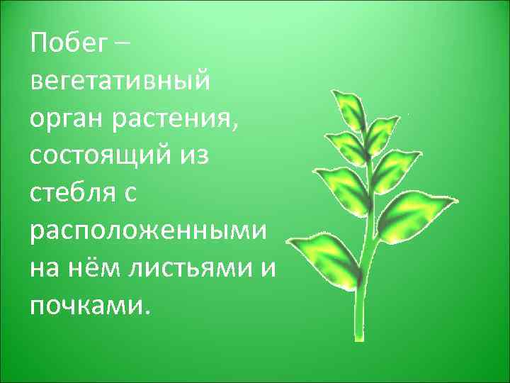 Побег – вегетативный орган растения, состоящий из стебля с расположенными на нём листьями и
