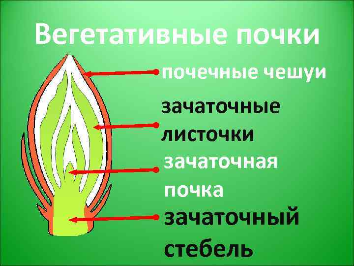 Рисунок почки растения