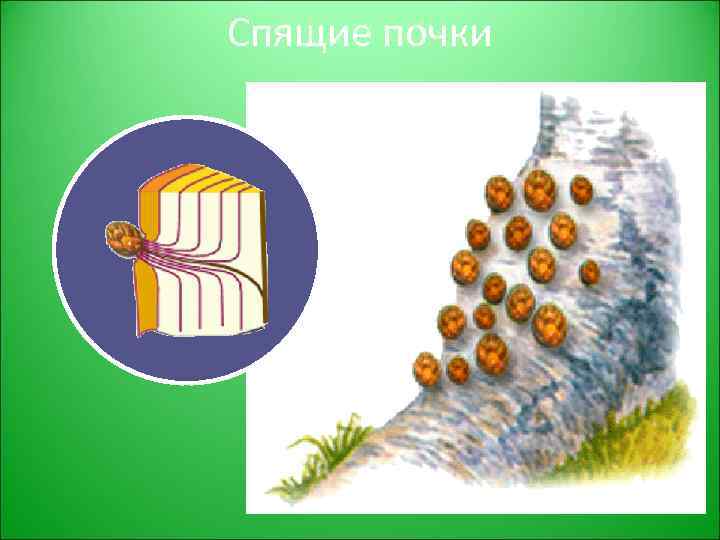 Спящие почки 