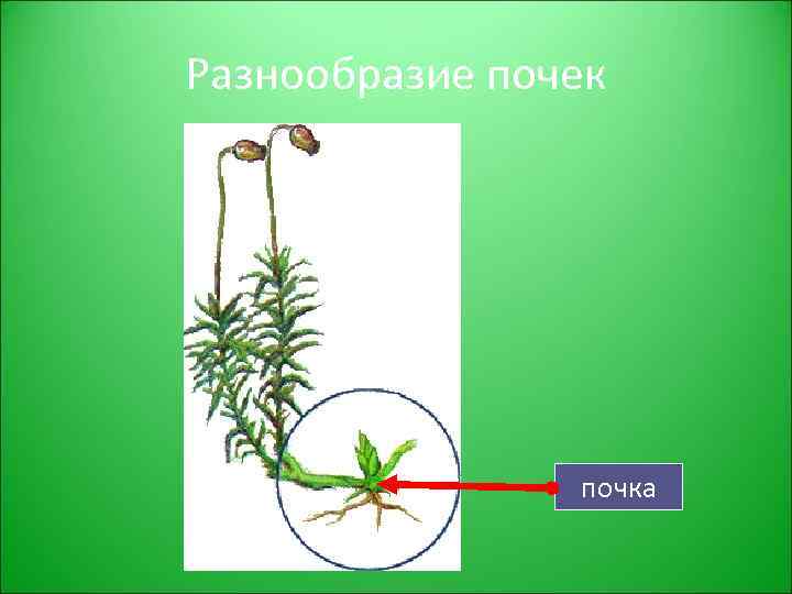Разнообразие почек почка 