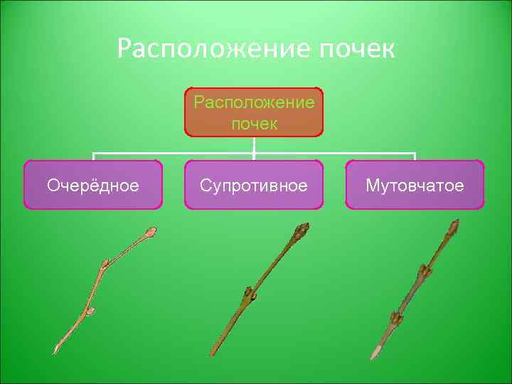 Различные побеги растений: найдено 72 изображений