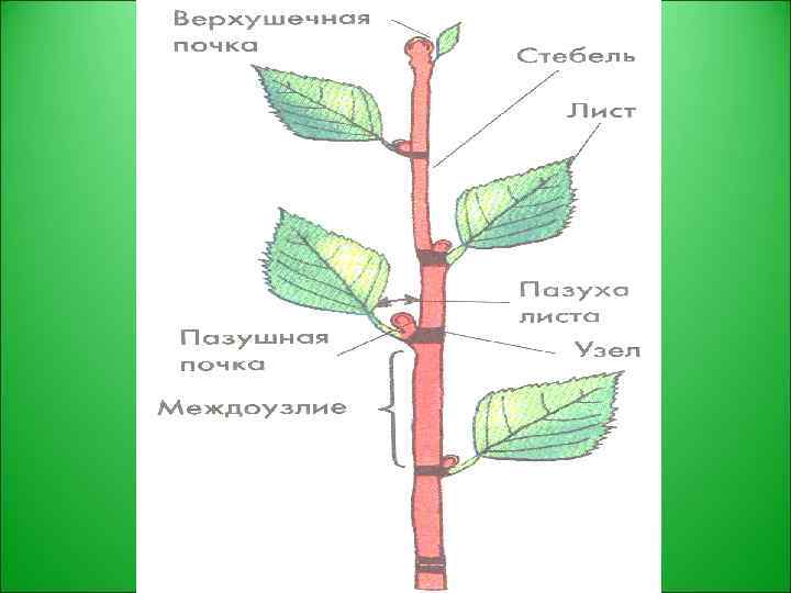 Побег рисунок. Строение вегетативного побега. Строение побега березы. Строение побега вишни. Строение побега 6 класс биология.