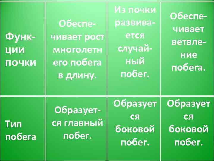 Функции почки Тип побега Из почки развива. Обеспеется чивает рост многолетн случайный его побега