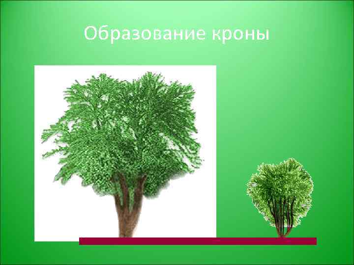 Образование кроны 