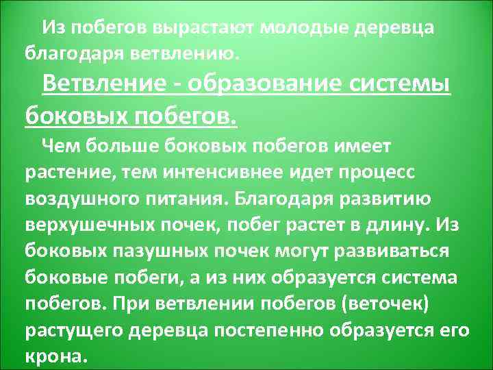 Из побегов вырастают молодые деревца благодаря ветвлению. Ветвление - образование системы боковых побегов. Чем