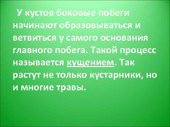 У кустов боковые побеги начинают образовываться и ветвиться у самого основания главного побега. Такой