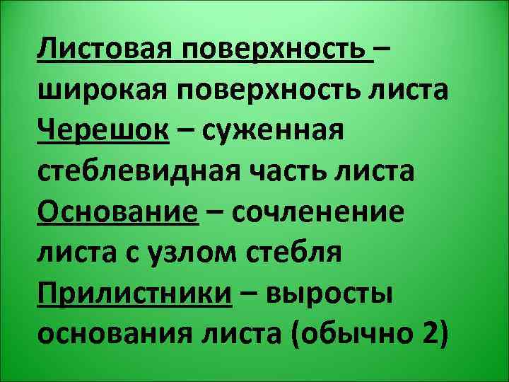 Листовая поверхность – широкая поверхность листа Черешок – суженная стеблевидная часть листа Основание –