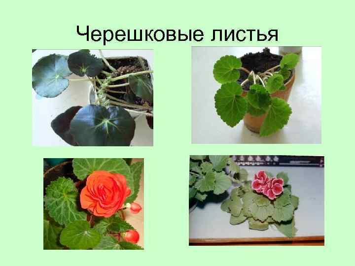 Черешковые листья 