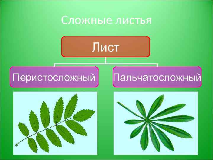 Перистосложный лист как выглядит Строение побега Побег вегетативный орган растения