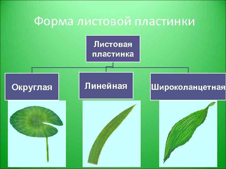 Форма листовой пластинки Листовая пластинка Округлая Линейная Широколанцетная 