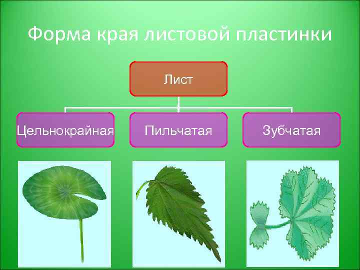 Форма края листовой пластинки Лист Цельнокрайная Пильчатая Зубчатая 