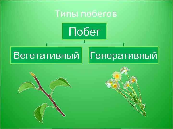 Типы побегов