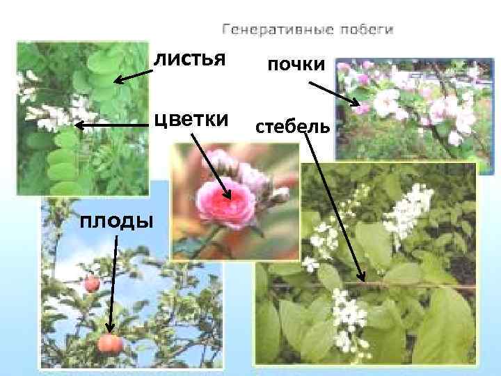 листья цветки плоды почки стебель 