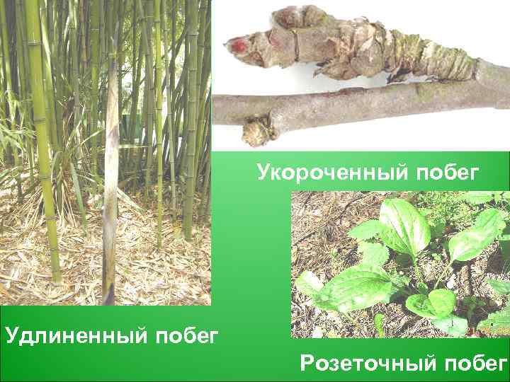 Укороченный побег Удлиненный побег Розеточный побег 