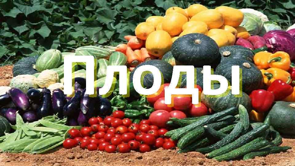 Плоды 