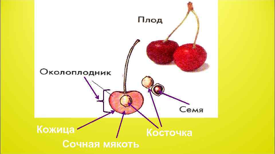 Кожица Косточка Сочная мякоть 