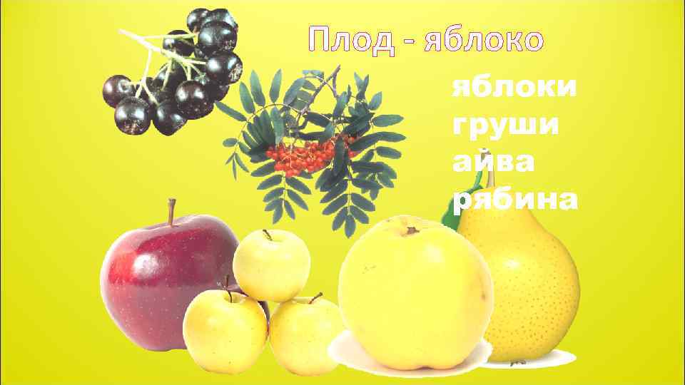 Плод - яблоко яблоки груши айва рябина 