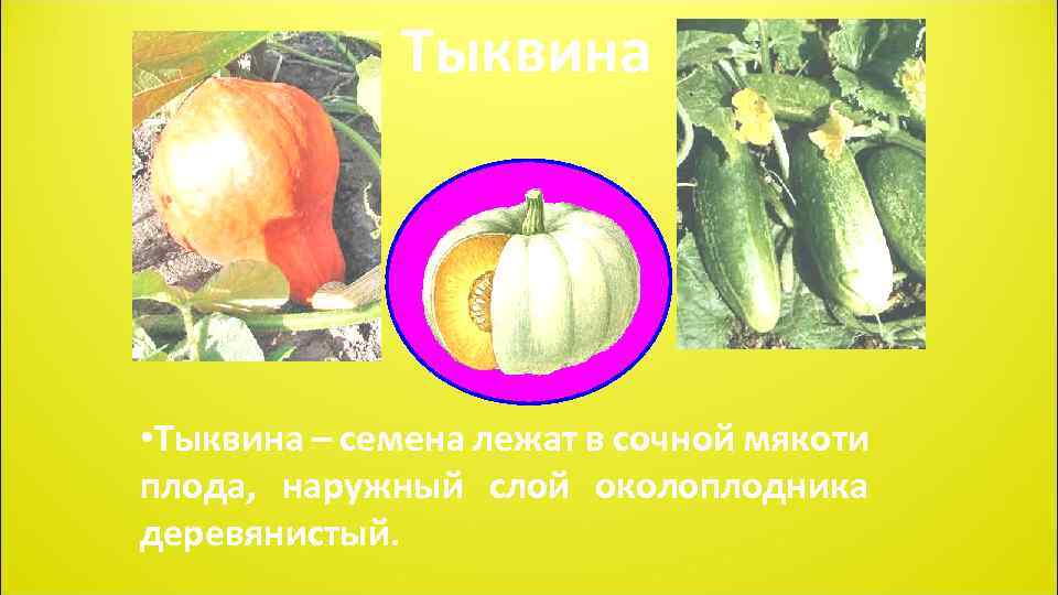 Тыквина • Тыквина – семена лежат в сочной мякоти плода, наружный слой околоплодника деревянистый.