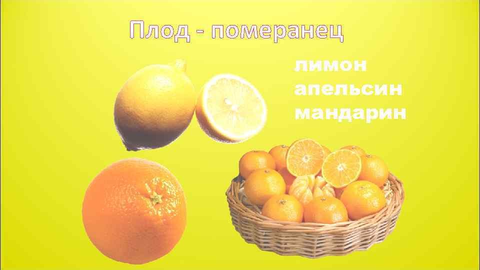 Плод - померанец лимон апельсин мандарин 