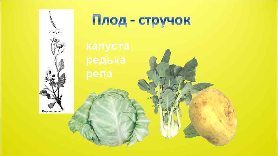 капуста редька репа 
