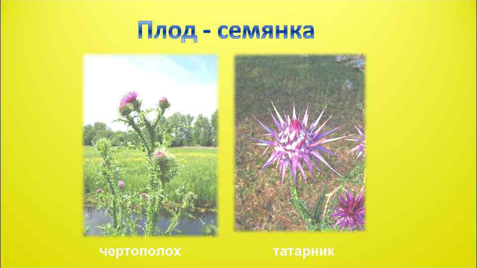 чертополох татарник 