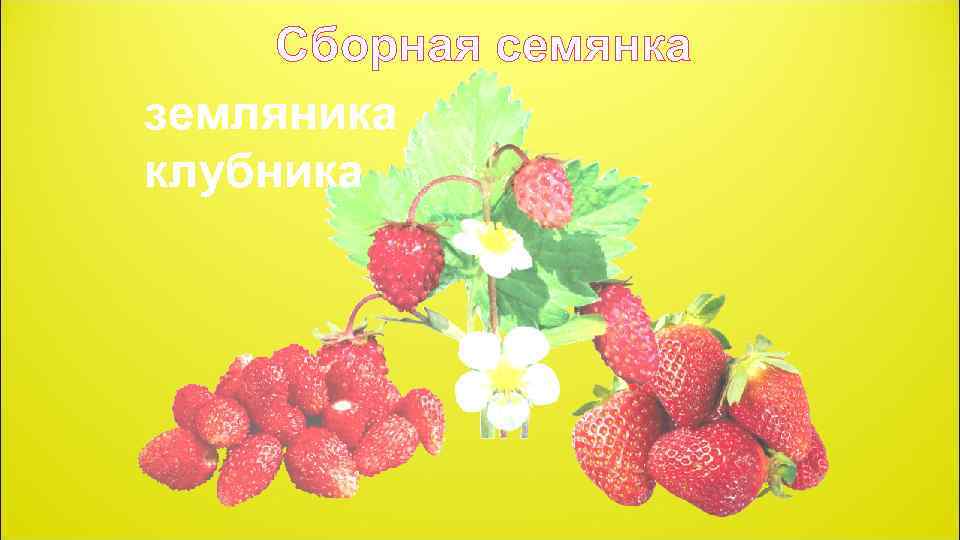 Сборная семянка земляника клубника 