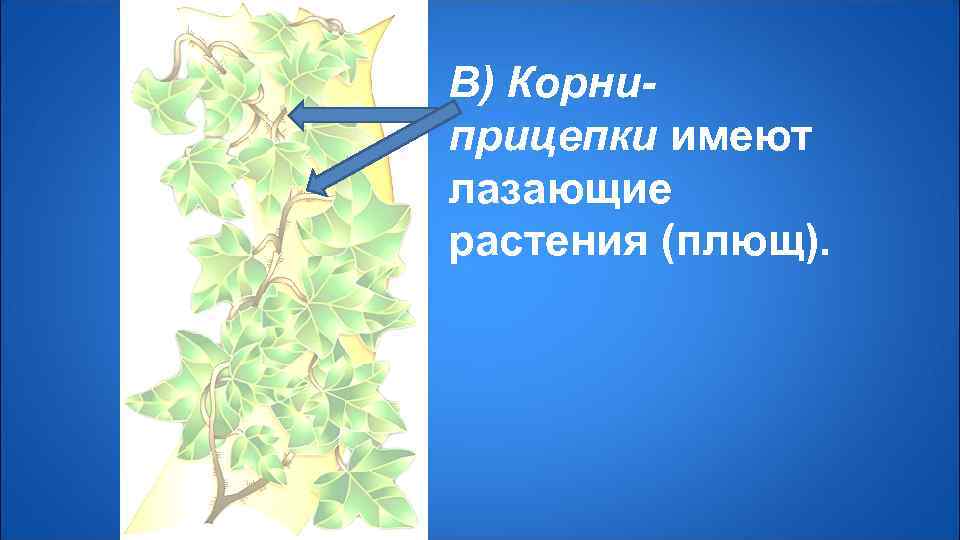 Корни прицепки рисунок