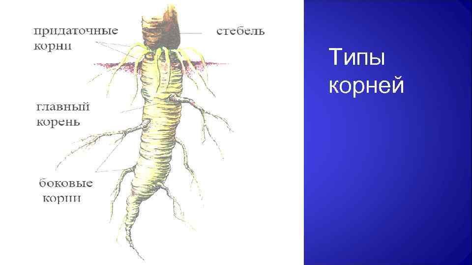 Типы корней 