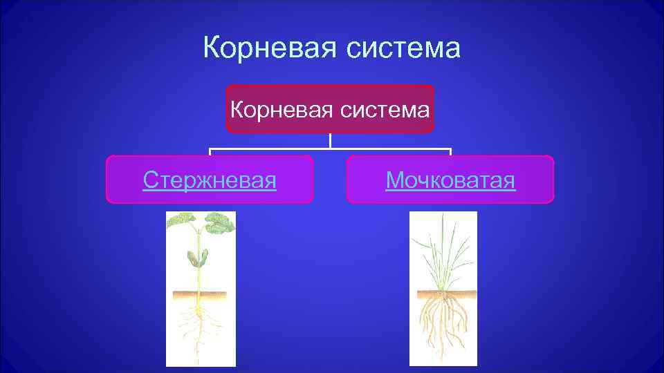 Корневая система Стержневая Мочковатая 