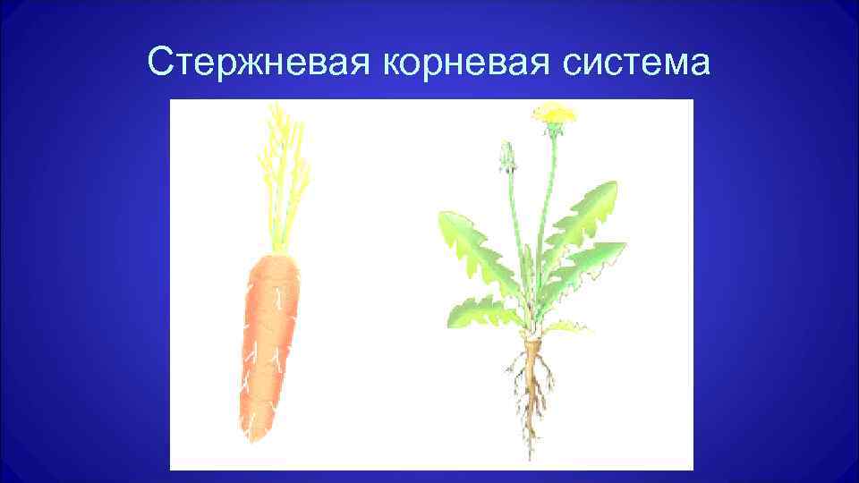 Характеристика стержневой корневой. Растения со стержневой корневой системой. Стержневая корневая. Стержневая система. Стержневой корень.