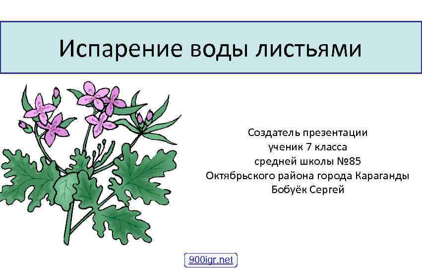 Испарение воды листьями Создатель презентации ученик 7 класса средней школы № 85 Октябрьского района
