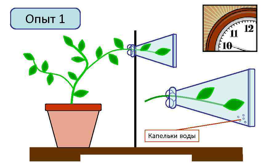 Опыт 1 Капельки воды 