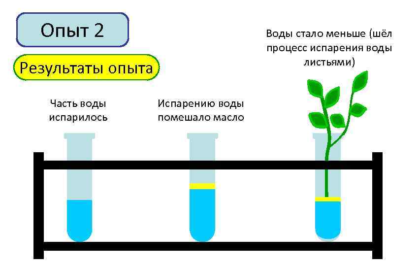 Опыт 2 Воды стало меньше (шёл процесс испарения воды листьями) Результаты опыта Часть воды